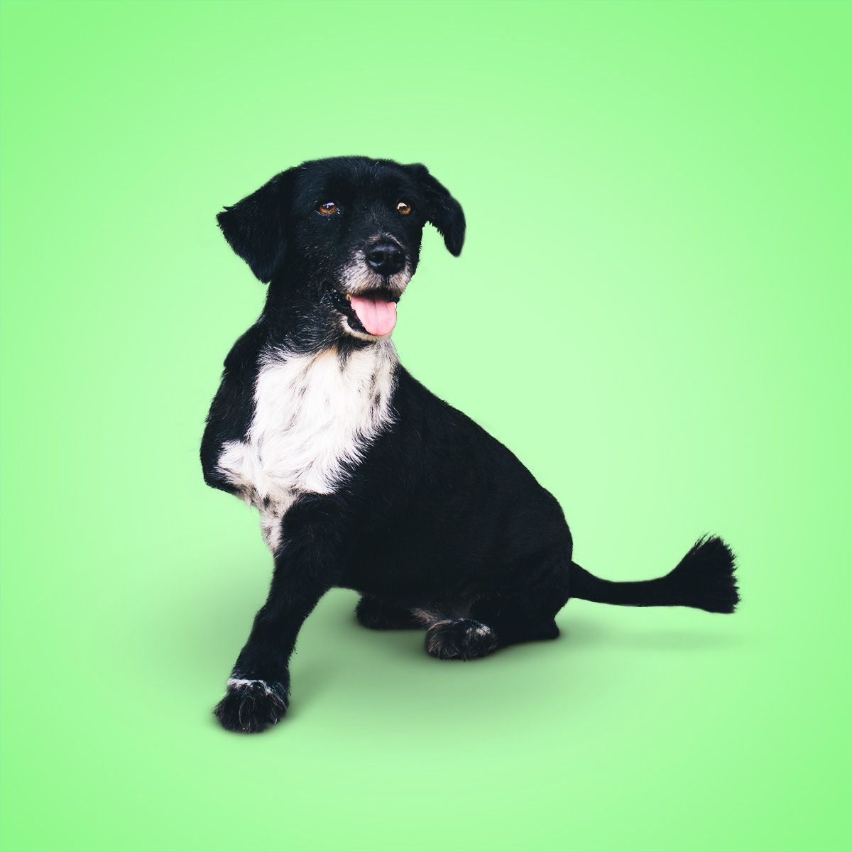 Negrita Tres Patitas