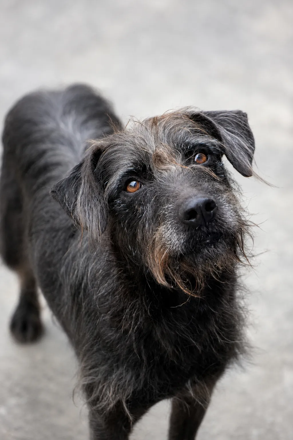 Bigotona negra (Barbitas)